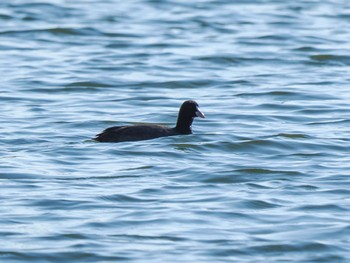 2022年11月3日(木) 彩湖・道満グリーンパークの野鳥観察記録