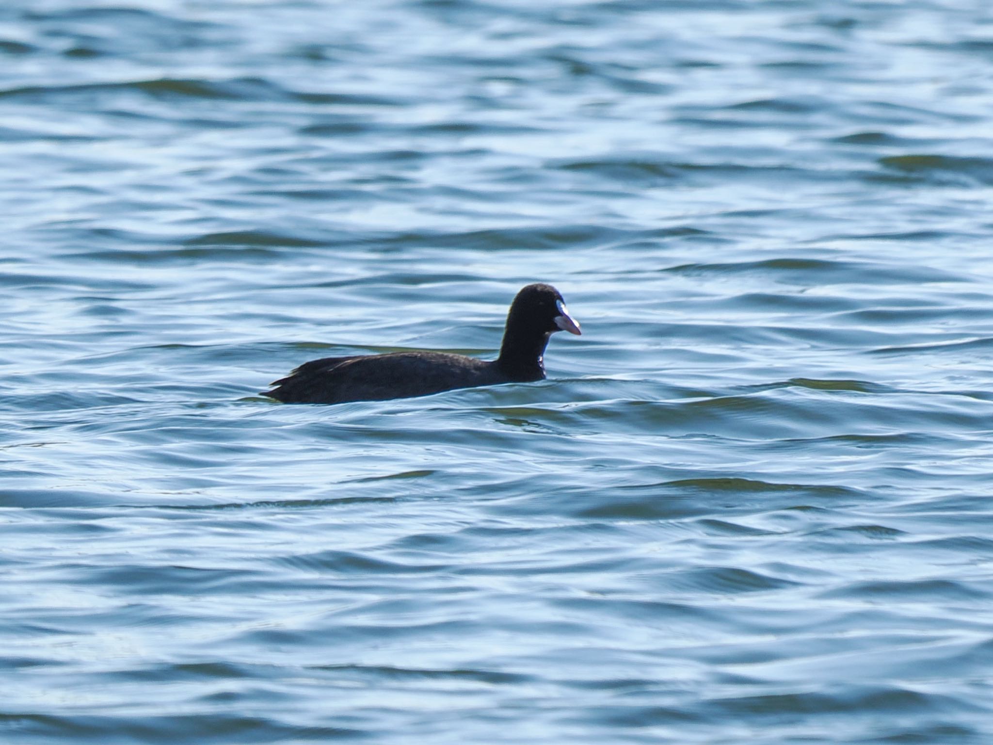 Eurasian Coot