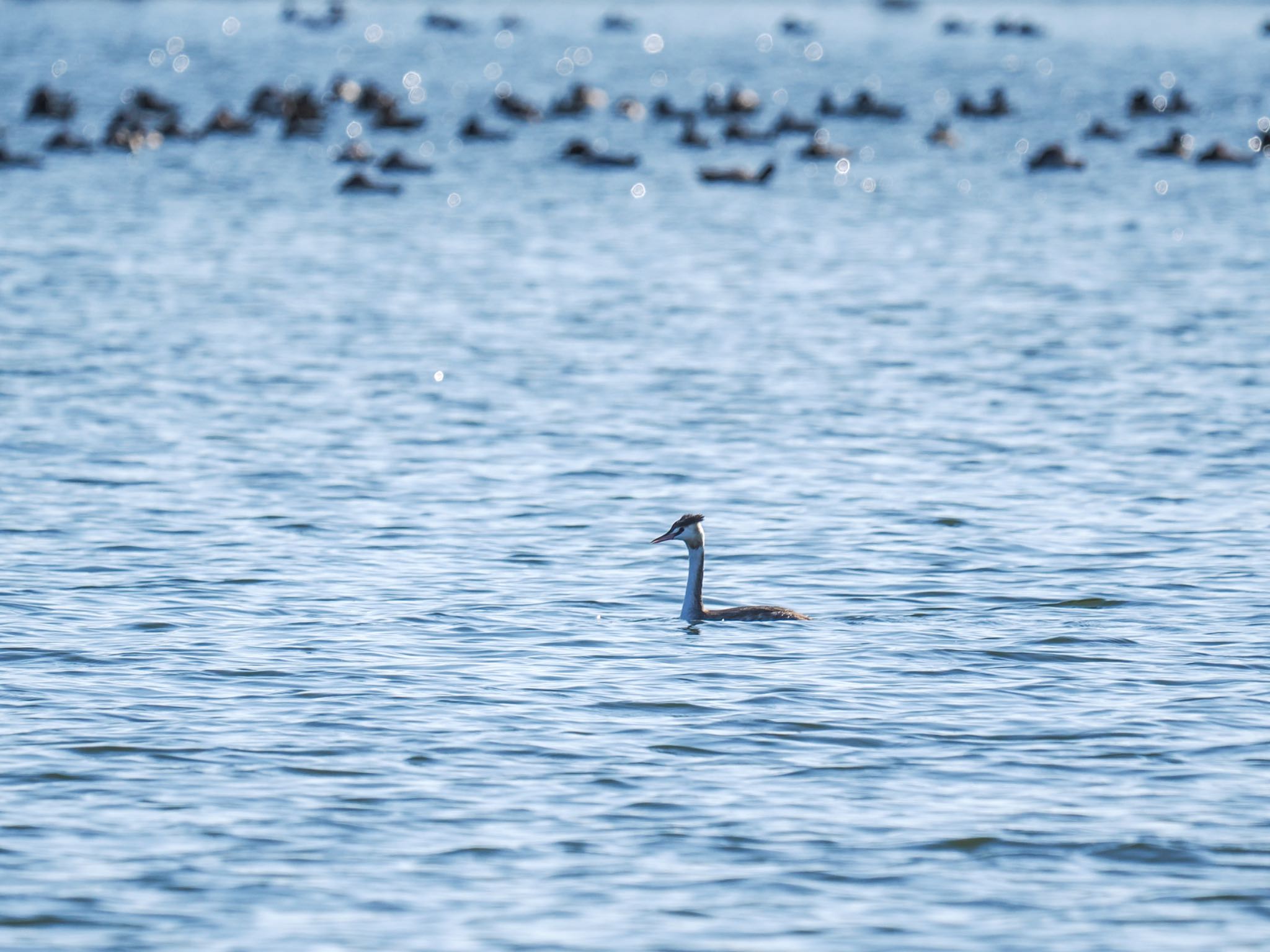 Great Crested Grebe