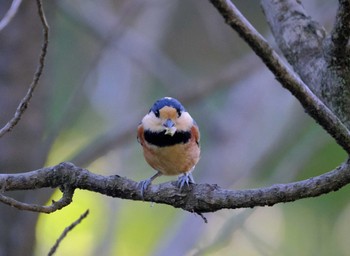 Varied Tit 東京都立桜ヶ丘公園(聖蹟桜ヶ丘) Tue, 11/8/2022