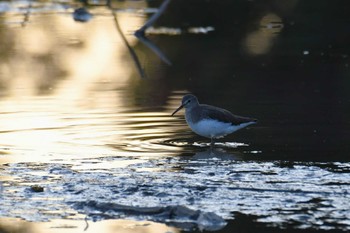 Green Sandpiper 河北潟 Wed, 11/9/2022