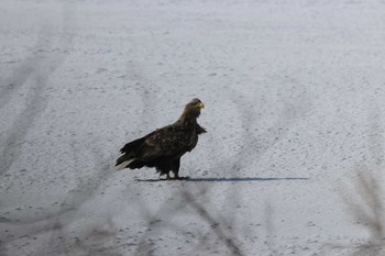 オジロワシ 場所が不明 2018年2月17日(土)