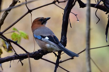 Eurasian Jay(brandtii) 札幌 Sun, 10/30/2022