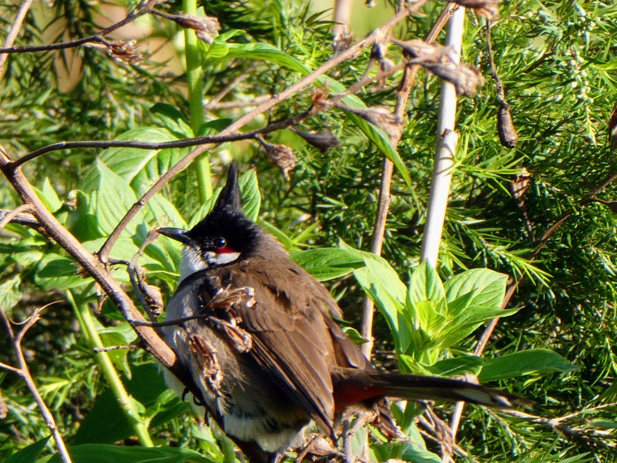 Photo of Red-whiskered Bulbul at Penrith, NSW, Australia by Maki