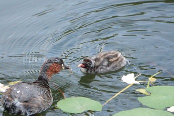 2022年11月5日(土) 三ツ池公園(横浜市鶴見区)の野鳥観察記録