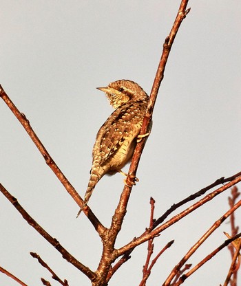 2019年11月10日(日) 乙戸沼公園の野鳥観察記録