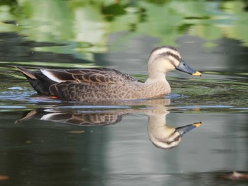 Eastern Spot-billed Duck 菊名池公園(神奈川県横浜市) Sat, 11/5/2022