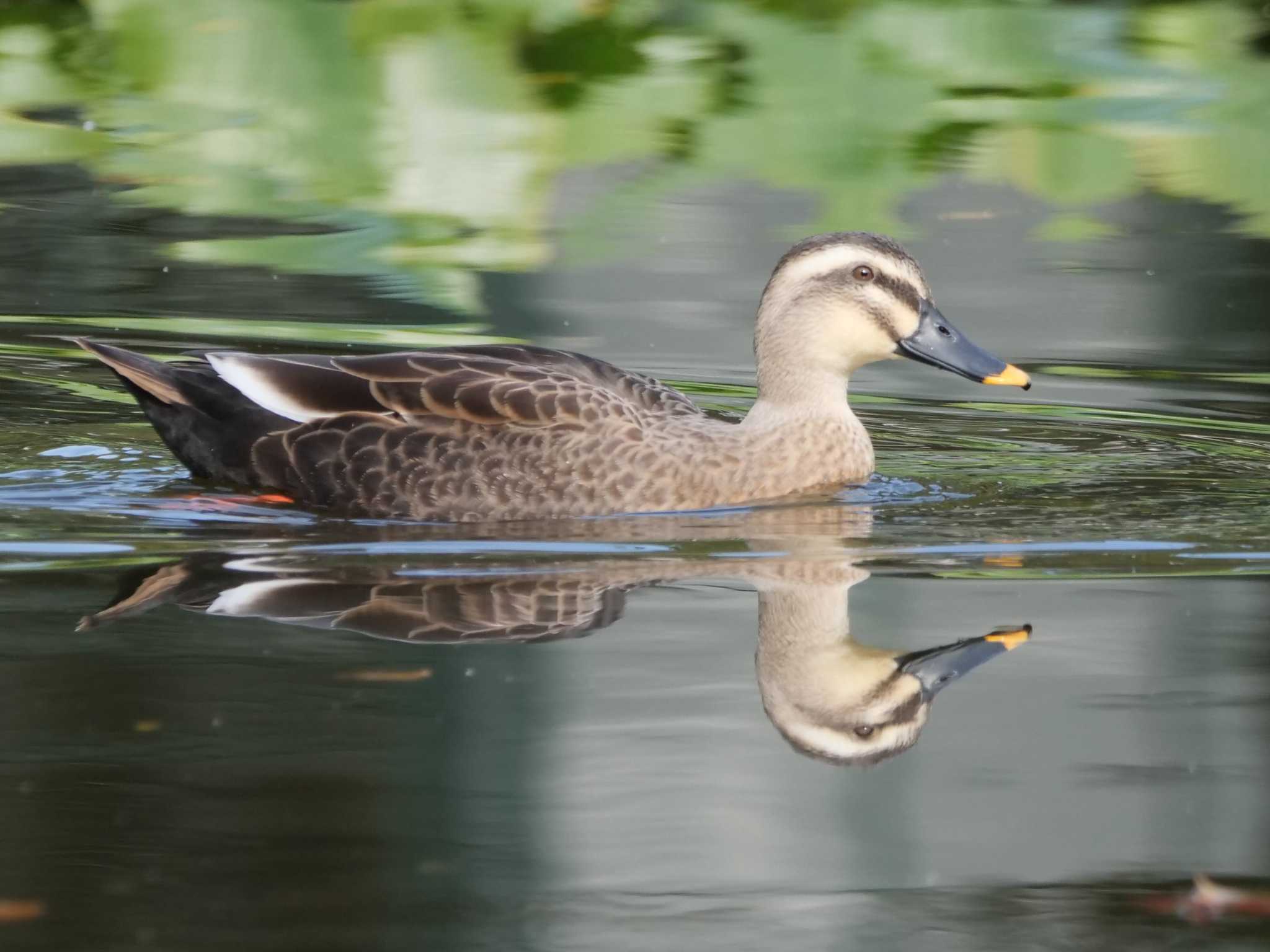 菊名池公園(神奈川県横浜市) カルガモの写真 by でみちん