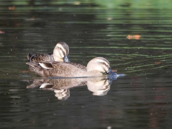 カルガモ 菊名池公園(神奈川県横浜市) 2022年11月5日(土)