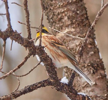 Yellow-throated Bunting 赤川ダム Sat, 1/26/2019