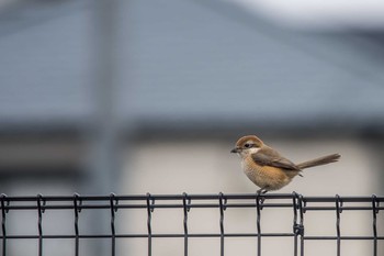 Bull-headed Shrike 兵庫県明石市 Thu, 2/15/2018