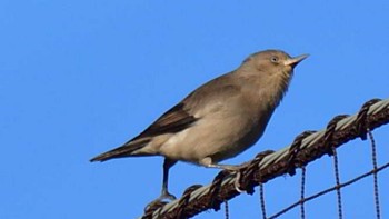 2022年11月10日(木) 長浜公園の野鳥観察記録