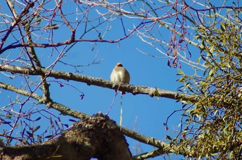 Japanese Waxwing Karuizawa wild bird forest Fri, 2/23/2018