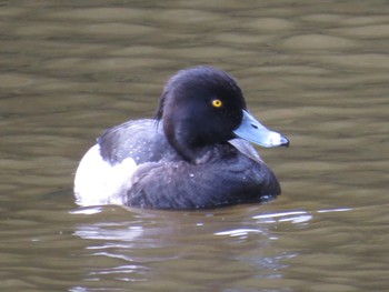 Tufted Duck 都筑中央公園 Thu, 11/10/2022