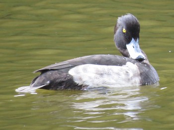 Tufted Duck 都筑中央公園 Thu, 11/10/2022