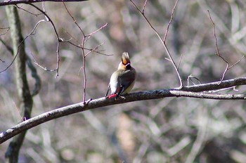 Japanese Waxwing Karuizawa wild bird forest Fri, 2/23/2018