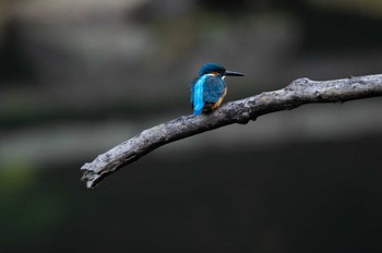 Common Kingfisher 四季の森公園(横浜市緑区) Thu, 11/10/2022