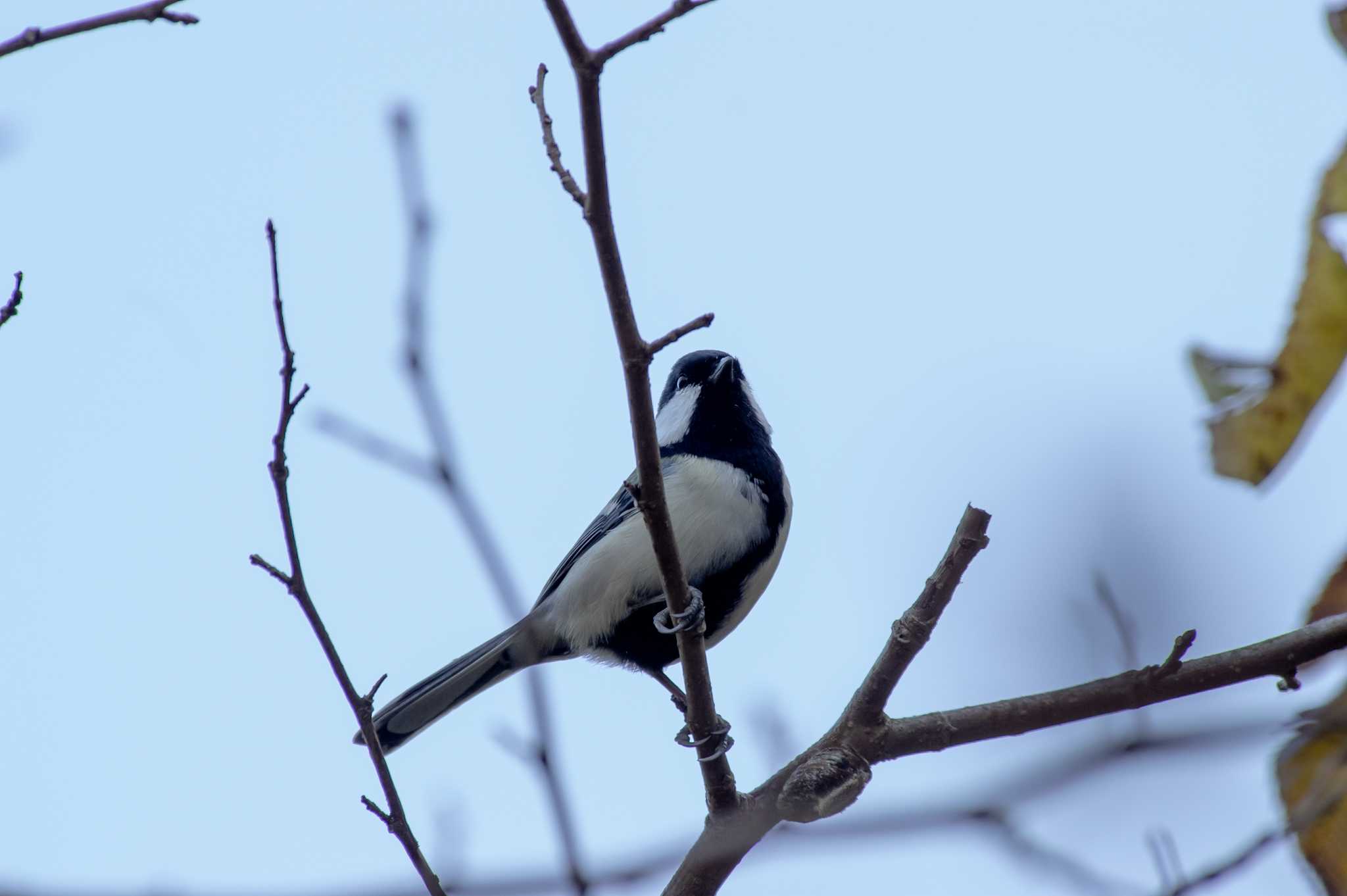 Japanese Tit