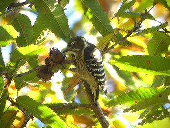 Japanese Pygmy Woodpecker Asaba Biotope Sun, 11/6/2022