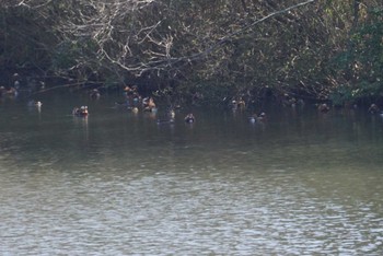 Mandarin Duck 鉢が峰 Fri, 2/23/2018