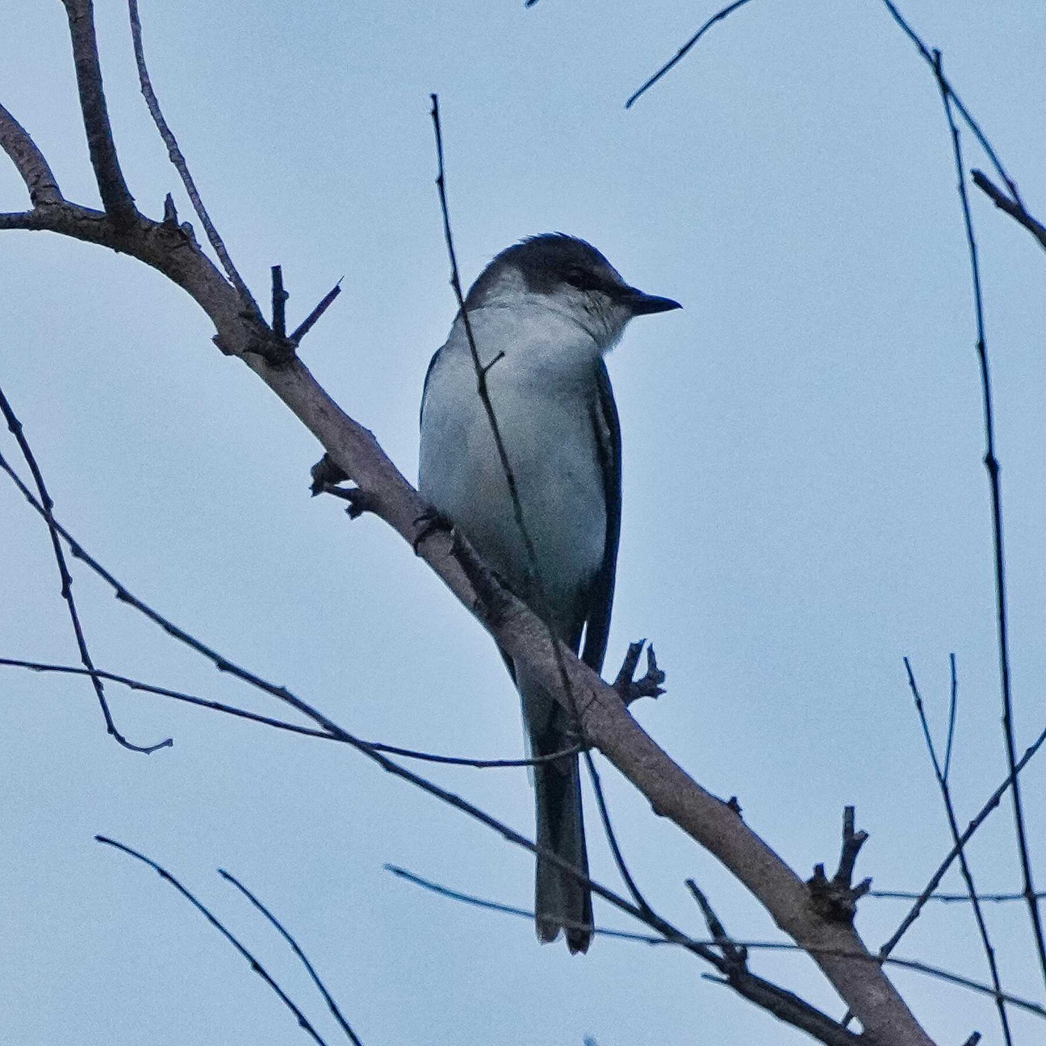 Ashy Minivet