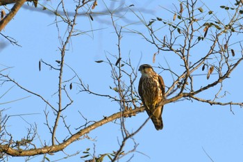 Merlin 河北潟 Wed, 11/9/2022