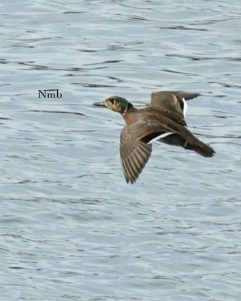 Baikal Teal Unknown Spots Unknown Date