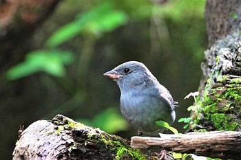 クロジ 八溝休養公園 2022年11月5日(土)