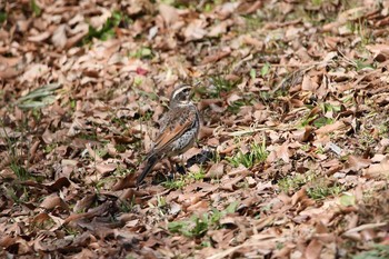 Unknown Species 名古屋牧野が池公園 Sun, 2/18/2018