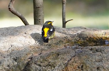 Narcissus Flycatcher Osaka castle park Thu, 11/10/2022