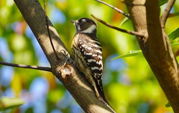 Japanese Pygmy Woodpecker Osaka castle park Thu, 11/10/2022