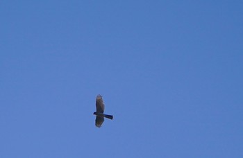 Eurasian Goshawk Osaka castle park Thu, 11/10/2022