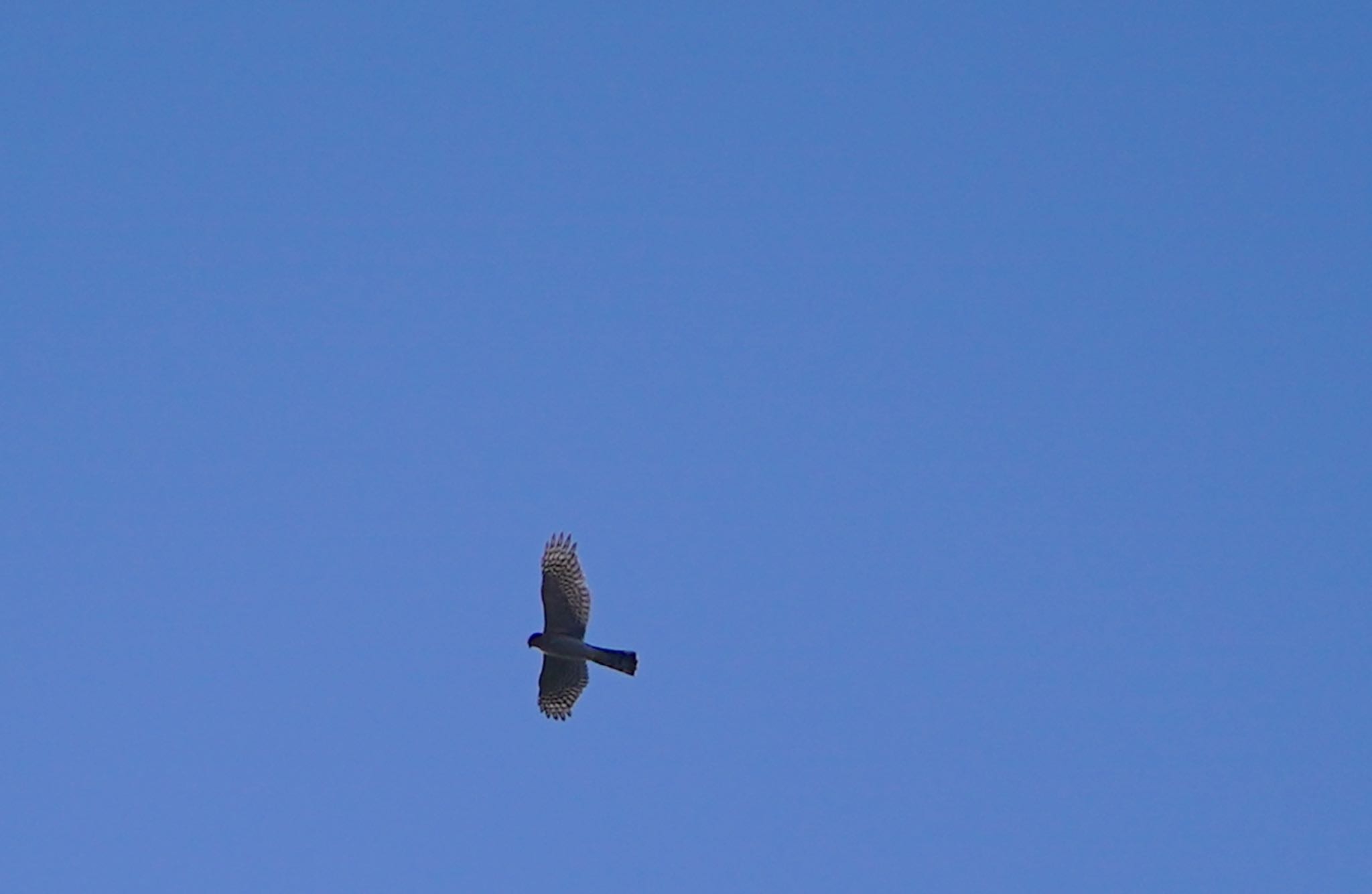 Photo of Eurasian Goshawk at Osaka castle park by アルキュオン