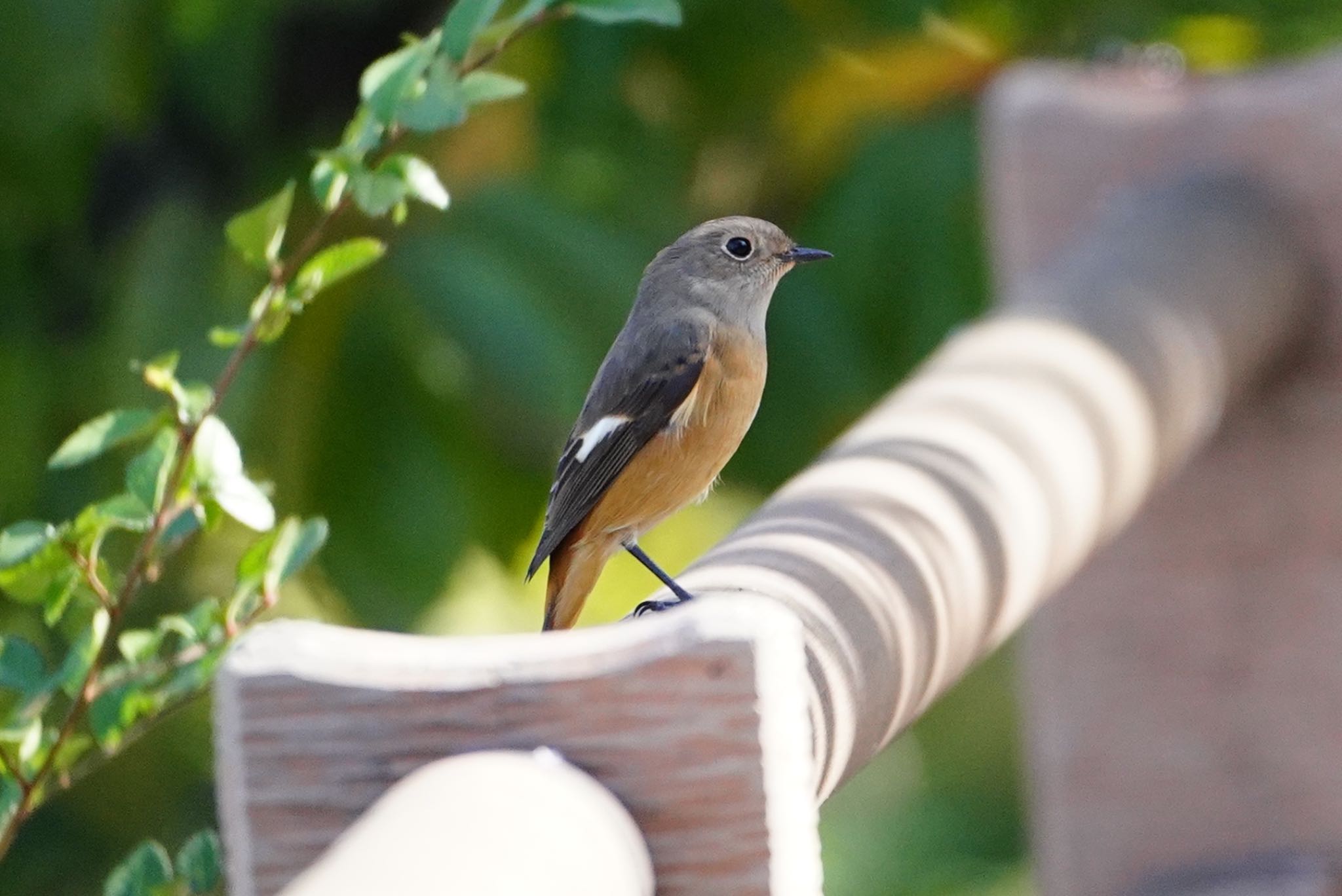 Photo of Daurian Redstart at Osaka castle park by アルキュオン