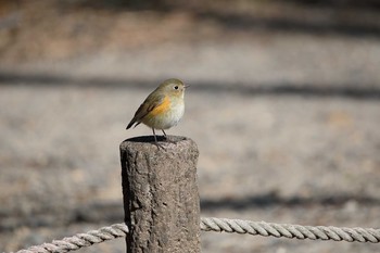 Daurian Redstart 名古屋牧野が池公園 Sun, 2/18/2018
