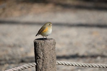 ジョウビタキ 名古屋牧野が池公園 2018年2月18日(日)