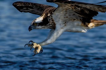 Osprey 利根川 Thu, 11/10/2022