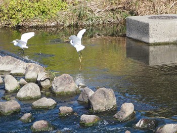 コサギ 淀川河川公園 2022年11月10日(木)