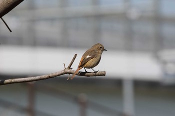 Daurian Redstart 名古屋牧野が池公園 Sun, 2/18/2018