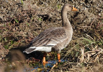 Greater White-fronted Goose 猪名川 Sun, 11/6/2022