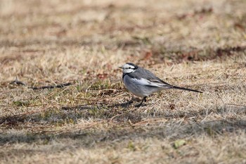 Wagtail 名古屋牧野が池公園 Tue, 2/20/2018