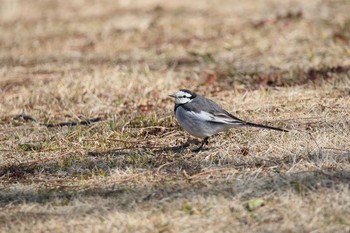 セキレイ 名古屋牧野が池公園 2018年2月20日(火)