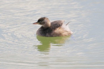 Little Grebe 岸和田市内 Sat, 11/5/2022