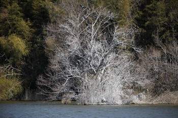 カワウ 名古屋牧野が池公園 2018年2月20日(火)