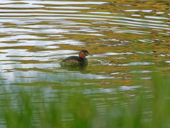 Little Grebe Nagahama Park Thu, 11/10/2022