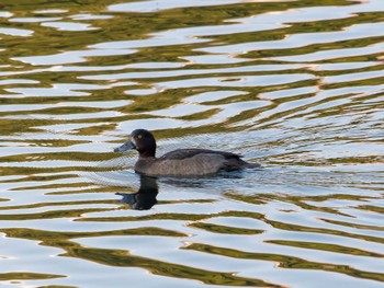 Greater Scaup Nagahama Park Thu, 11/10/2022