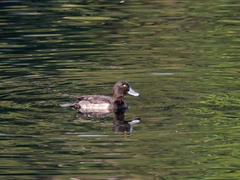 Tufted Duck Nagahama Park Thu, 11/10/2022