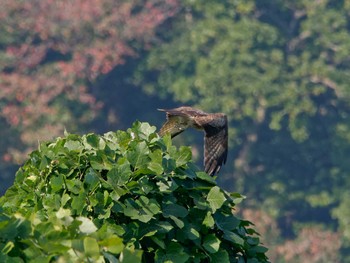 Eastern Buzzard Nagahama Park Thu, 11/10/2022