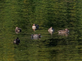 Eurasian Teal Nagahama Park Thu, 11/10/2022