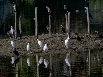 コサギ 長浜公園 2022年11月10日(木)